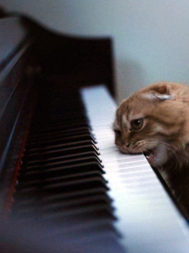 cat: piano biter