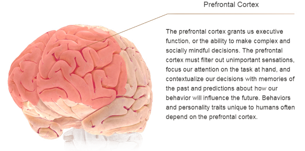 Il Cervello - Un Atlante in 3D