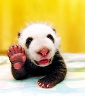 neil gaiman baby panda