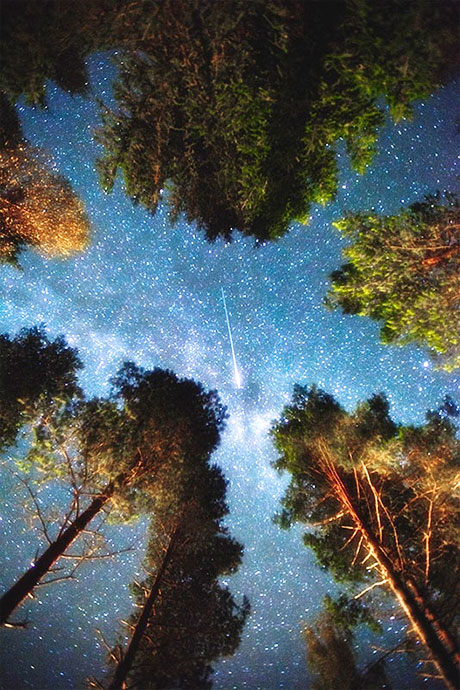 night forest sky stars