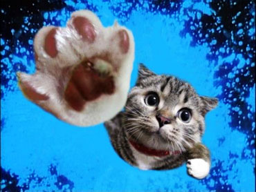 cat high five