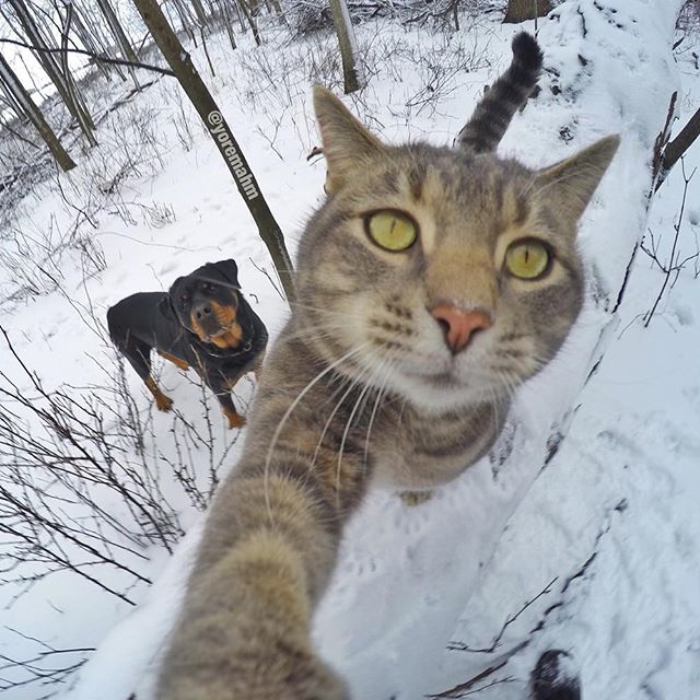 cat selfies