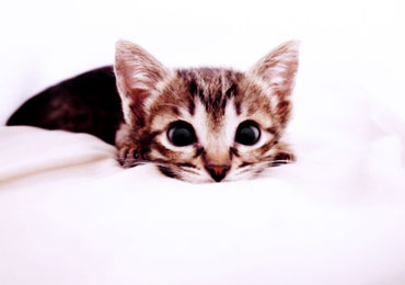 sweet kitty ismera cat small