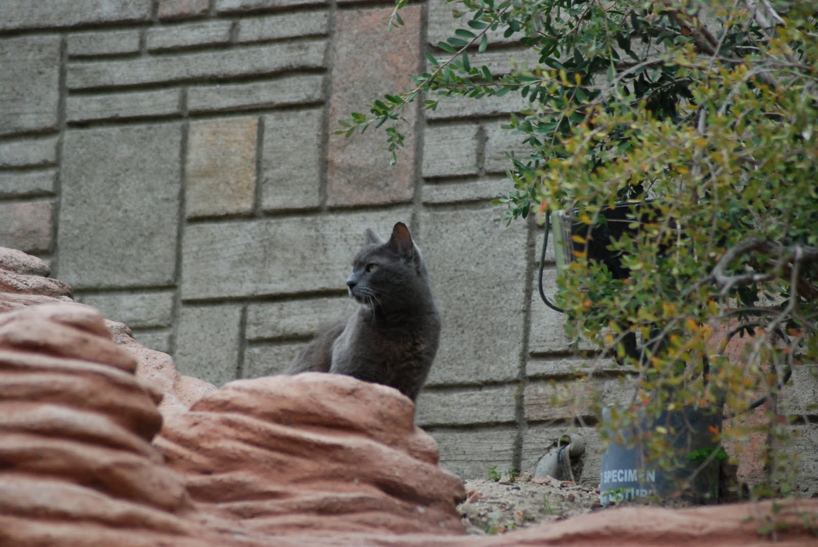 disneyland cats