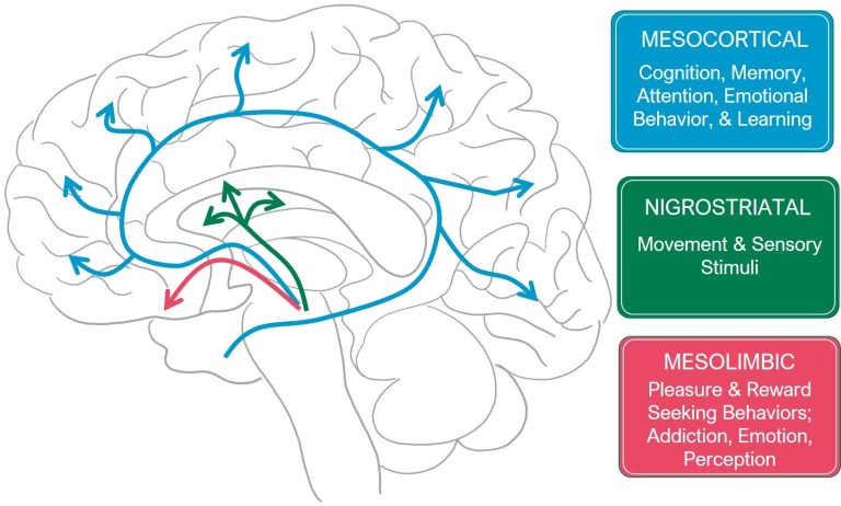 Brain dopamine cycle