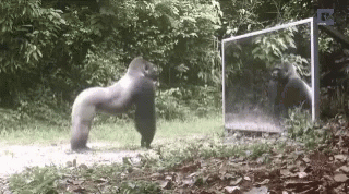 gorilla mirror test