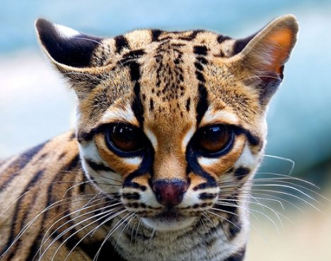 margay