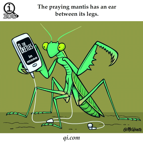 Mr Whaite praying mantis