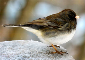 snowbird 
