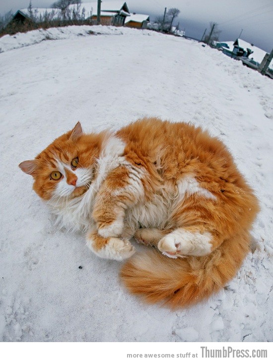 snow kitty