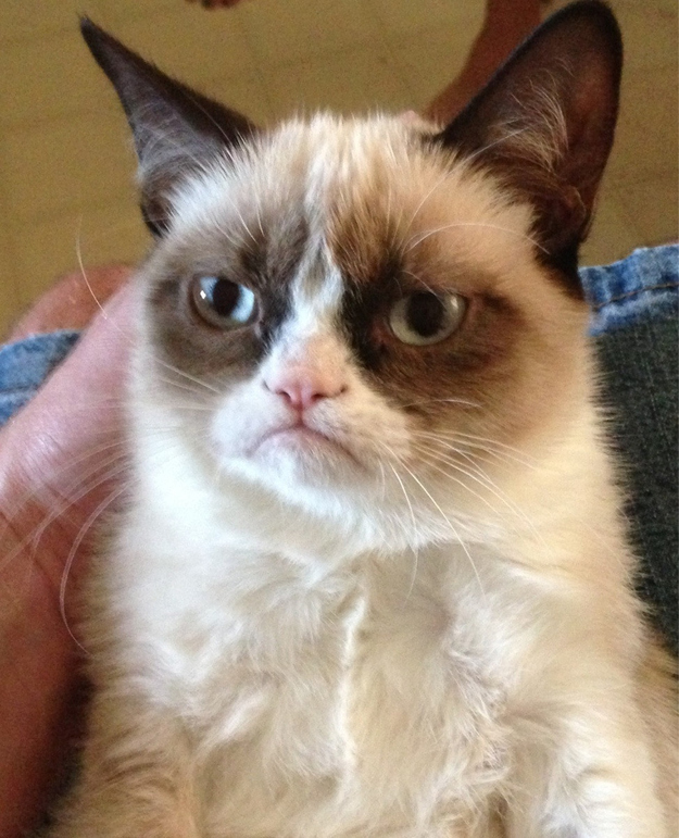 tard the grumpy cat